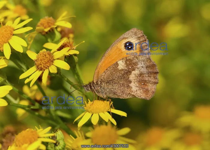 : Gatekeeper Hedge Brown feeding on ragwort flower August : Gatekeeper Hedge Brown feeding on ragwort flower August