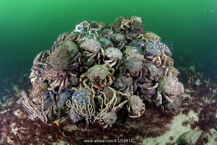 : Gathering of Blue Spiny Spider Crab (Maja squinado) : Gathering of Blue Spiny Spider Crab (Maja squinado)