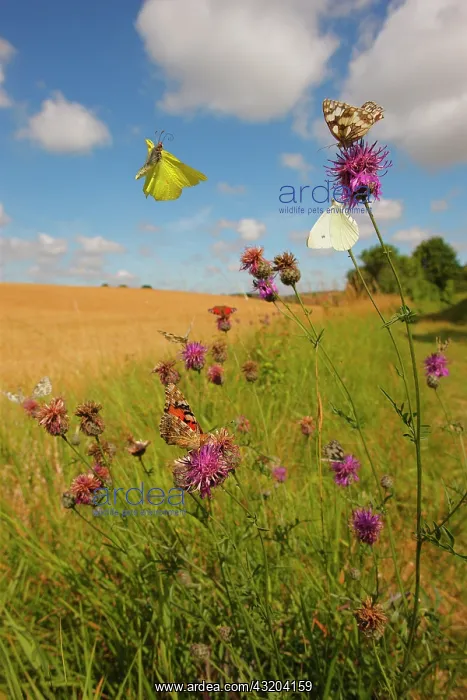 : Gathering meadow butterflies gathering on flowers : Gathering meadow butterflies gathering on flowers