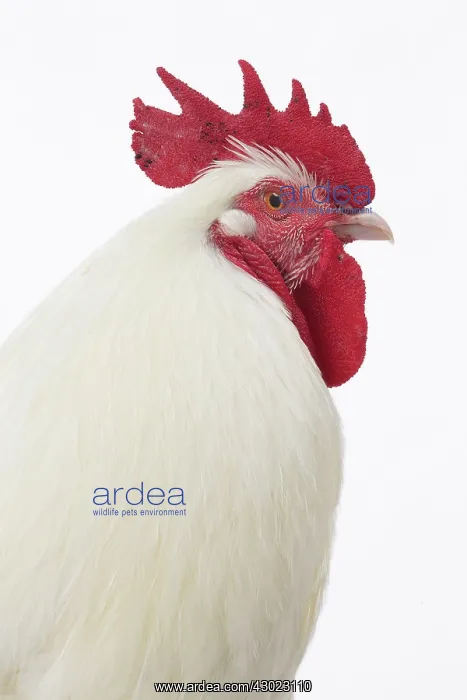  : Gatinais Chicken Cockerel  /  Rooster