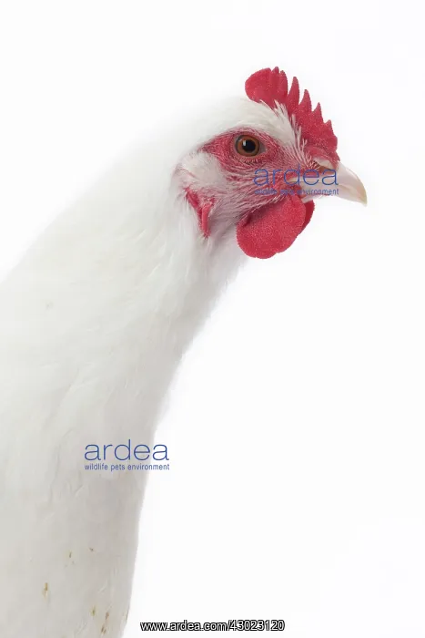  : Gatinais Chicken Hen