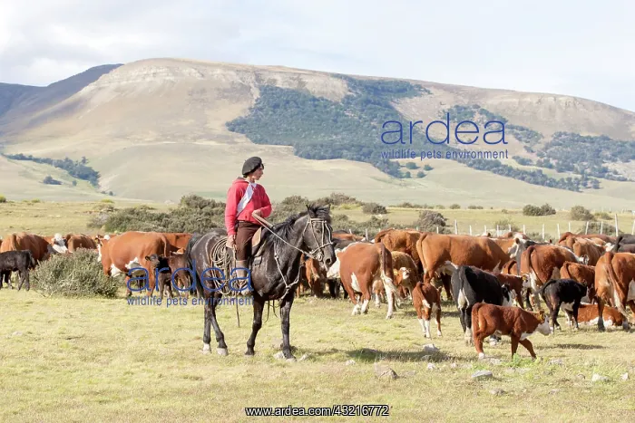 : Gaucho and herd of cows - Torres del Paine Chile : Gaucho and herd of cows - Torres del Paine Chile