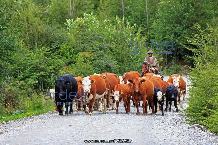 : Gaucho on his horse leading a cows herd in Chilean Patagonia : Gaucho on his horse leading a cows herd in Chilean Patagonia