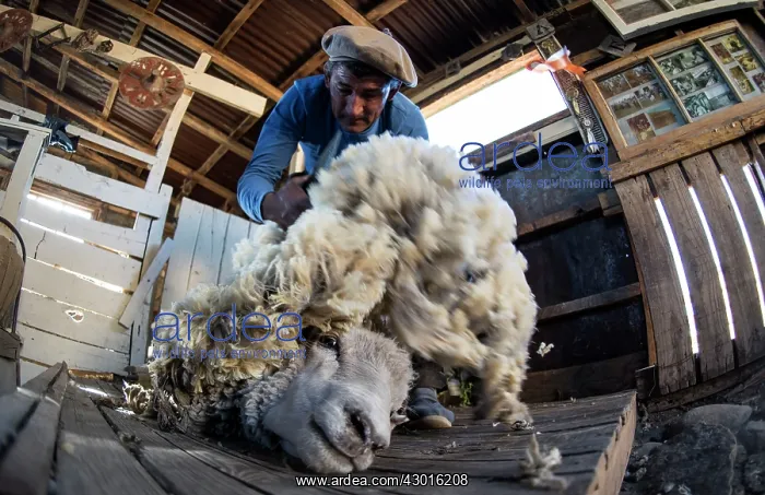 : Gaucho shearing sheep with traditional hand clippers : Gaucho shearing sheep with traditional hand clippers