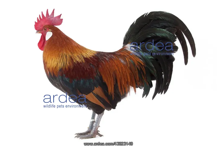  : Gaulois  /  Gallic Chicken Cockerel  /  Rooster