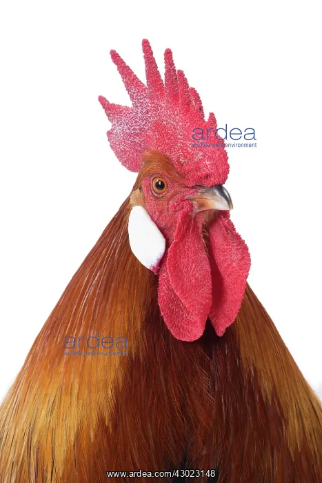  : Gaulois  /  Gallic Chicken Cockerel  /  Rooster