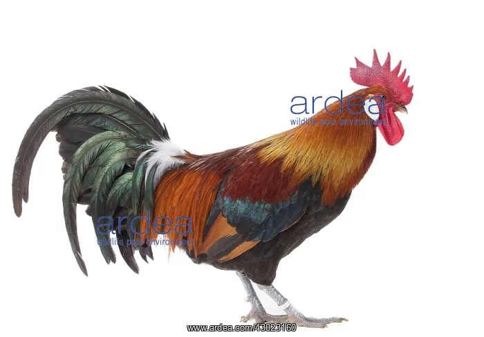  : Gaulois  /  Gallic Chicken Cockerel  /  Rooster
