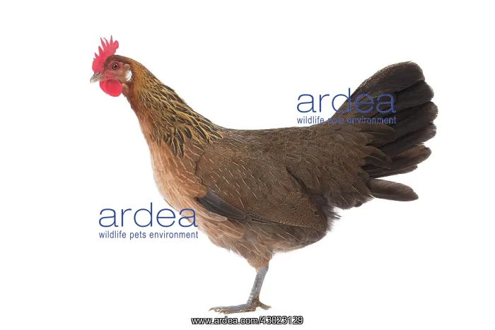  : Gauloise Chicken Hen