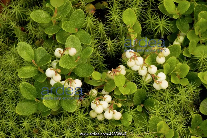: Gaultheria miqueliana, in fruit : Gaultheria miqueliana, in fruit