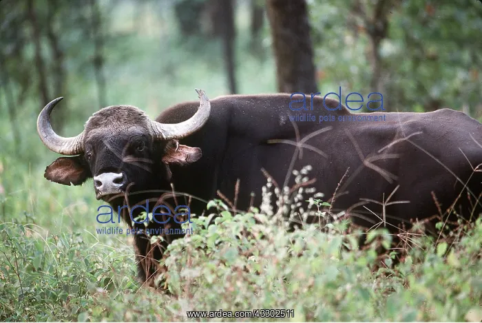 : GAUR : GAUR