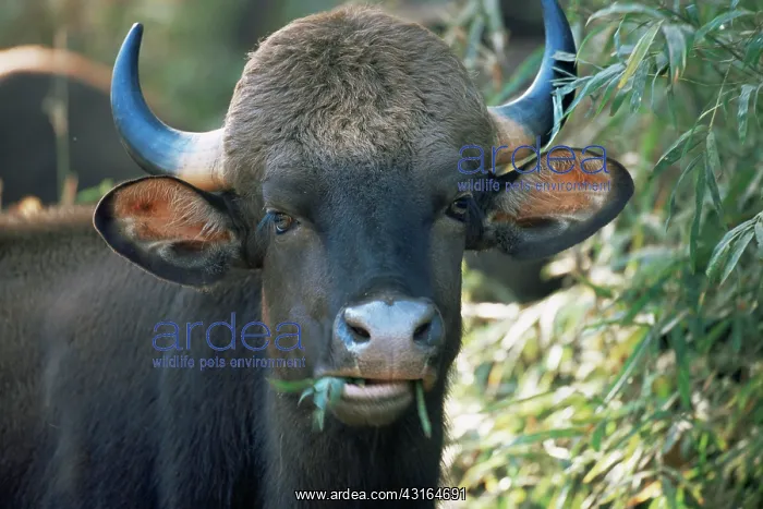 : Gaur (Bos gaurus) portrait in bamboo thicket, India, Madhya Pradesh, Kanha Tiger Reserve : Gaur (Bos gaurus) portrait in bamboo thicket, India, Madhya Pradesh, Kanha Tiger Reserve