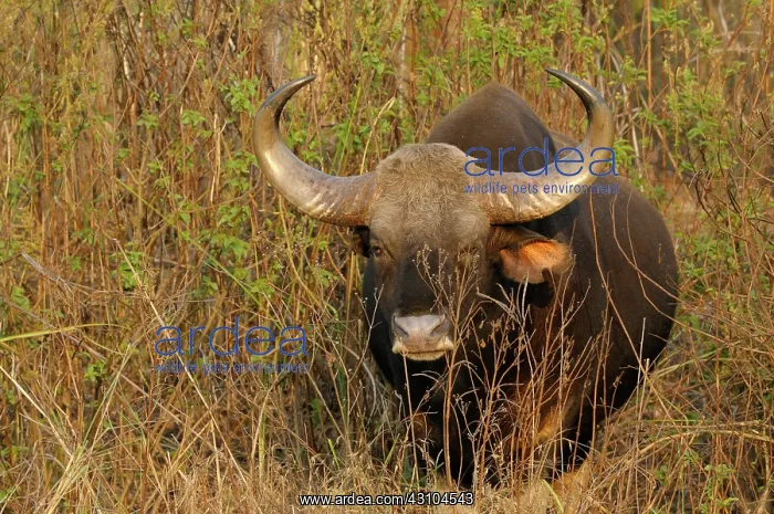 : Gaur. a Gaur bull (Bos gaurus) is walking out of the bush : Gaur. a Gaur bull (Bos gaurus) is walking out of the bush