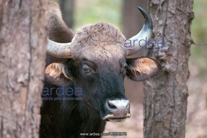 : Gaur - Close up of head - between tree trunks : Gaur - Close up of head - between tree trunks