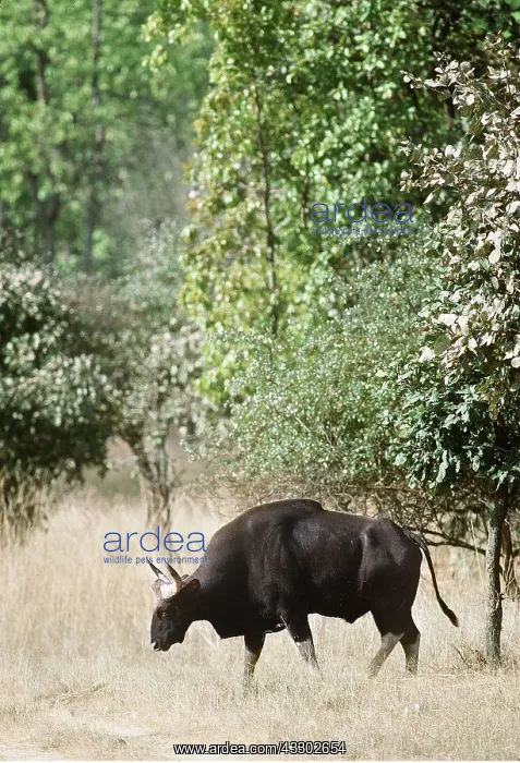 : GAUR - grazing : GAUR - grazing