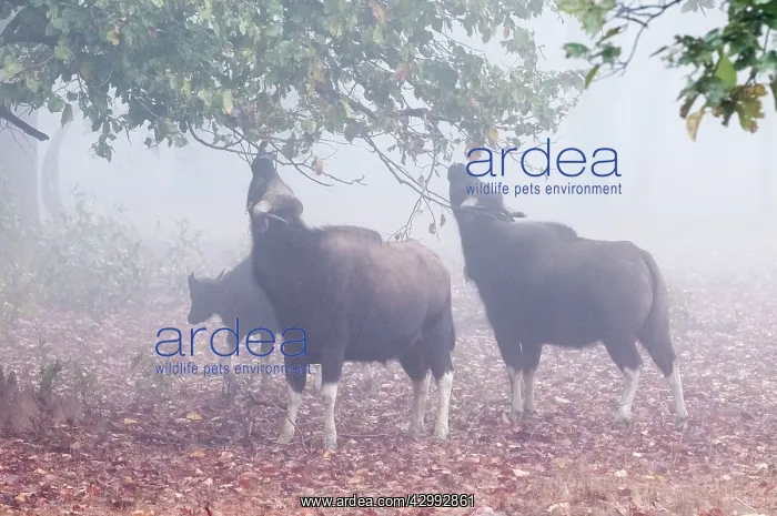 : Gaur - group browsing on tree - early morning mist : Gaur - group browsing on tree - early morning mist