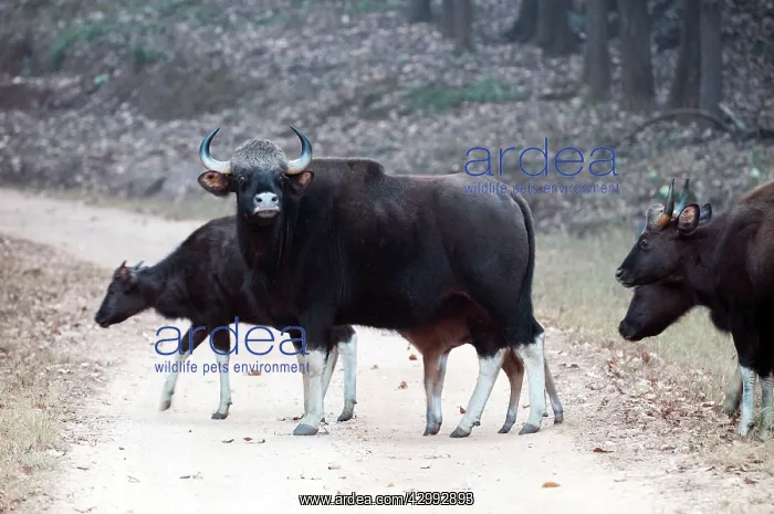 : Gaur - group crossing road : Gaur - group crossing road