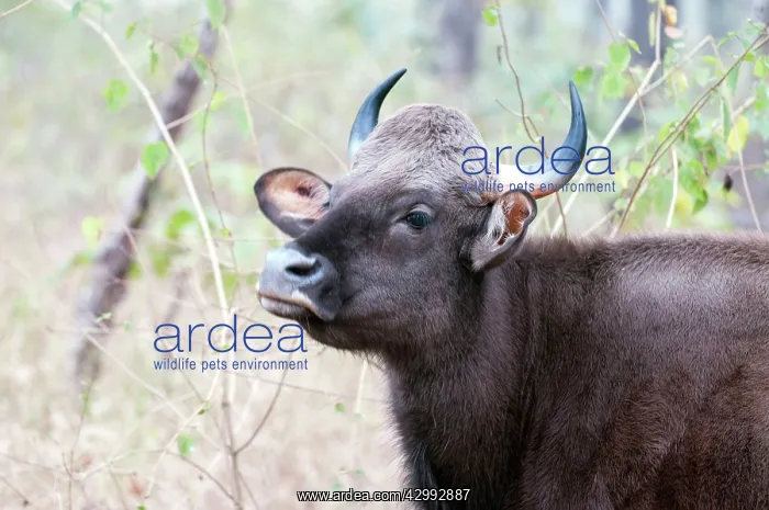 : Gaur - head in close up : Gaur - head in close up