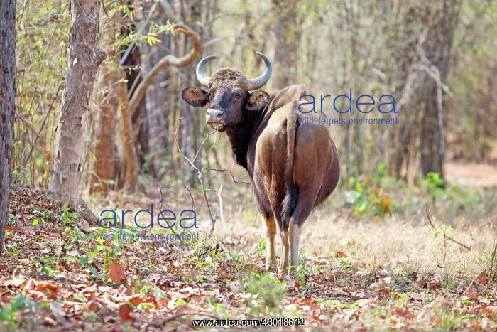 : Gaur / Indian Bison : Gaur / Indian Bison