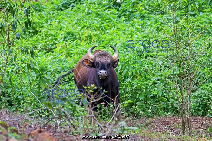  : Gaur  /  Indian Bison female