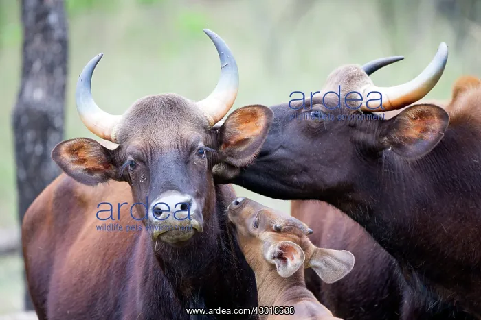 : Gaur / Indian Bison females and young licking : Gaur / Indian Bison females and young licking