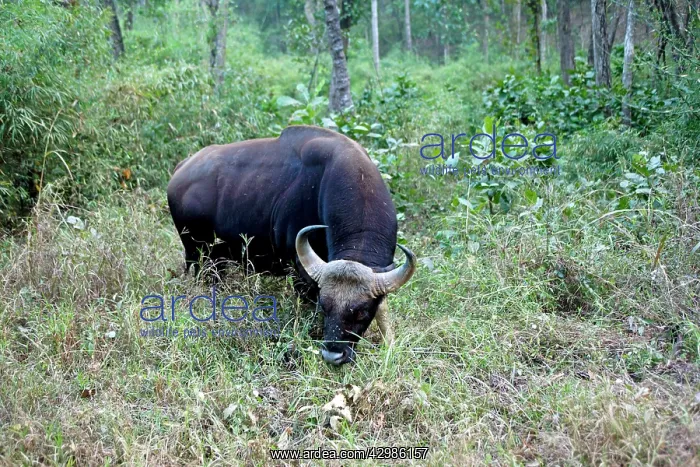 : Gaur / Indian Bison - male : Gaur / Indian Bison - male