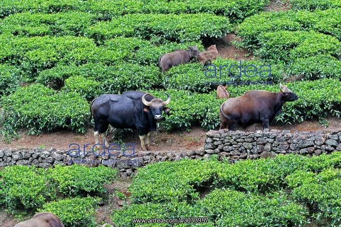 : Gaur / Indian Bison male and female with young : Gaur / Indian Bison male and female with young