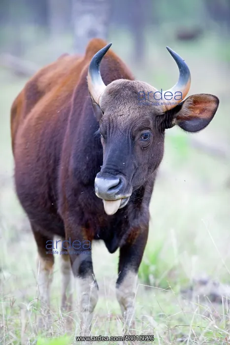 : Gaur / Indian Bison mouth open : Gaur / Indian Bison mouth open