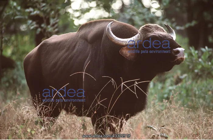: GAUR - Male : GAUR - Male