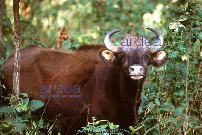  : Gaur - male in forest