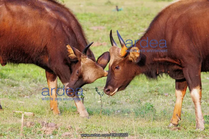 : Gaur ou seladang (Bos gaurus) : Gaur ou seladang (Bos gaurus)