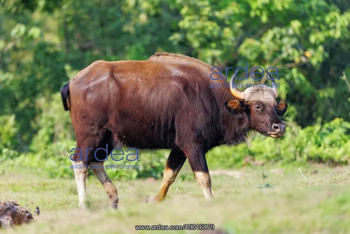 : Gaur ou seladang (Bos gaurus) : Gaur ou seladang (Bos gaurus)