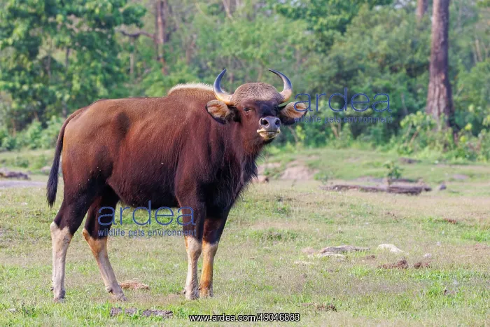 : Gaur ou seladang (Bos gaurus) : Gaur ou seladang (Bos gaurus)
