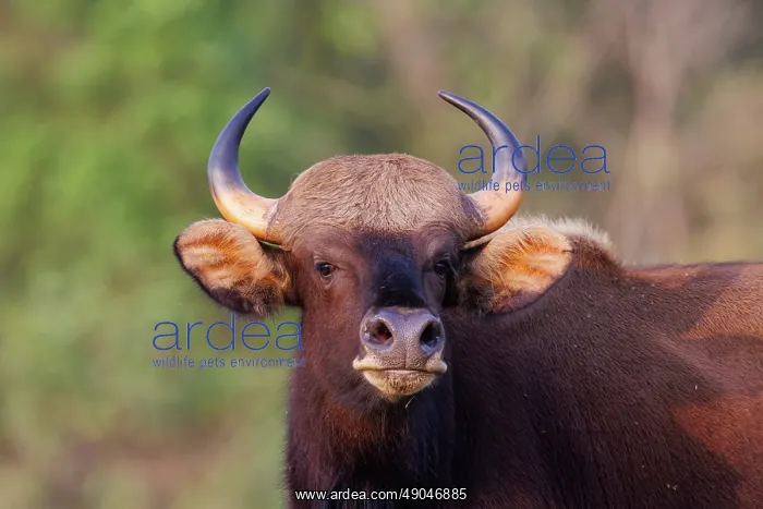 : Gaur ou seladang (Bos gaurus) : Gaur ou seladang (Bos gaurus)