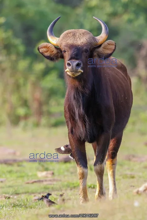 : Gaur ou seladang (Bos gaurus) : Gaur ou seladang (Bos gaurus)