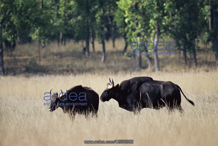 : Gaur - pair in courtship : Gaur - pair in courtship
