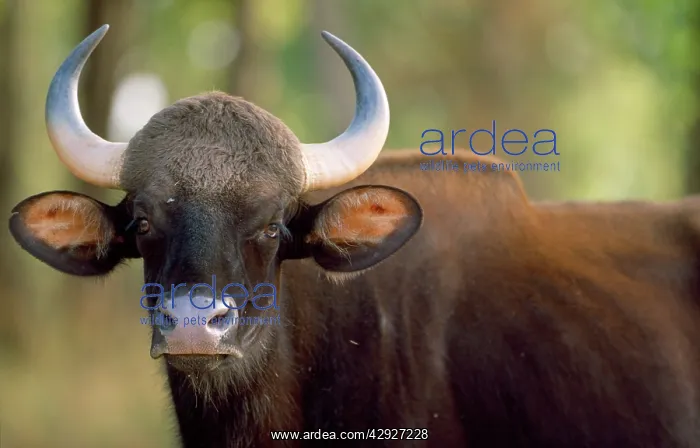 : GAUR - portrait, showing horns : GAUR - portrait, showing horns