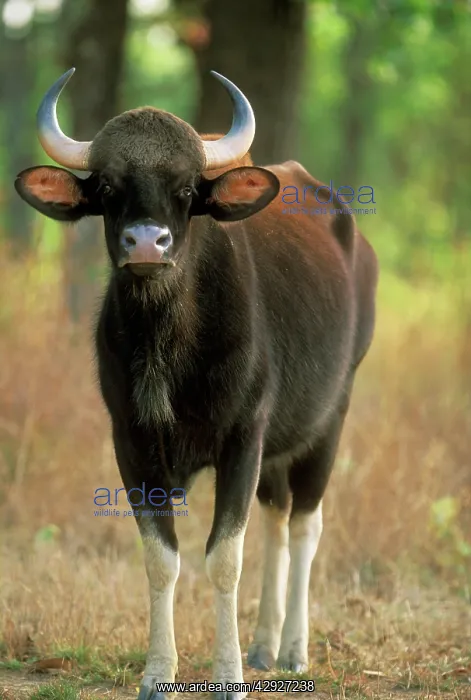 : GAUR - standing. Bengal / Indian tiger prey : GAUR - standing. Bengal / Indian tiger prey