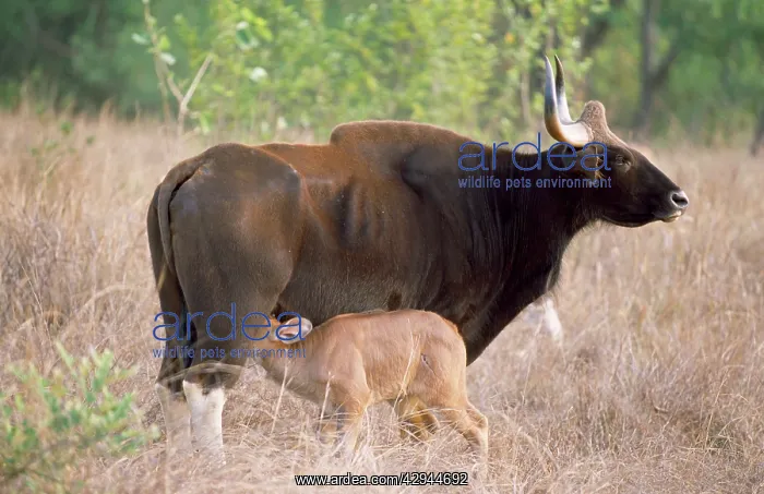 : GAUR - suckling young : GAUR - suckling young