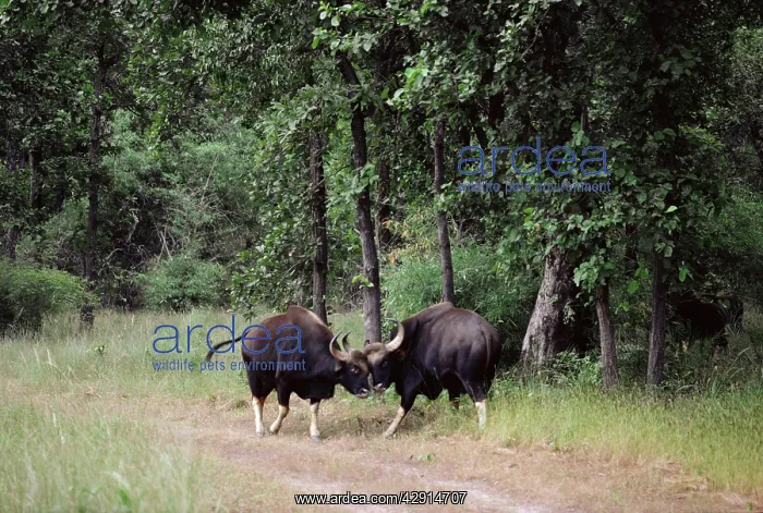 : GAUR - two, face to face : GAUR - two, face to face