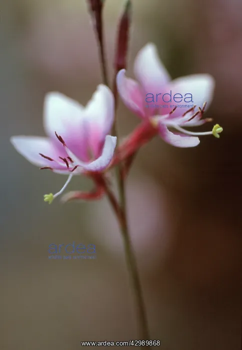 : Gaura, Gaura lindheimeri Cherry Brandy : Gaura, Gaura lindheimeri Cherry Brandy
