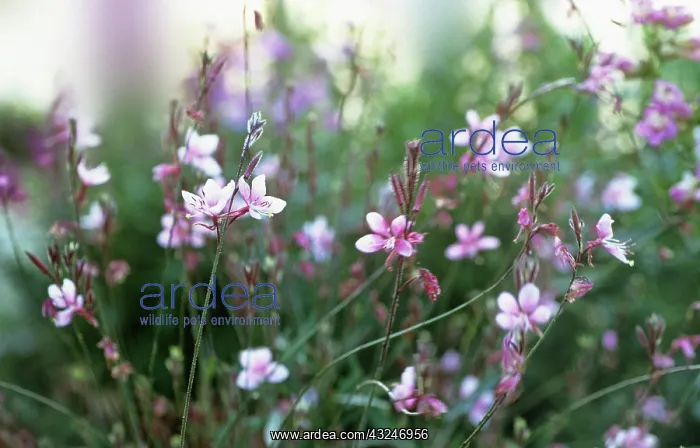 : Gaura, Gaura lindheimeri Cherry Brandy : Gaura, Gaura lindheimeri Cherry Brandy