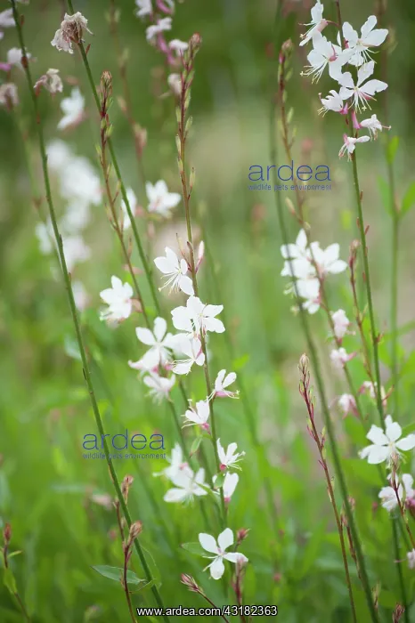 : Gaura, Gaura lindheimeri, Side view of several slender : Gaura, Gaura lindheimeri, Side view of several slender