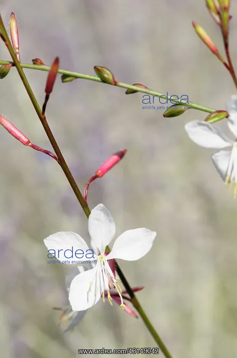 : Gaura, Gaura lindheimeri Whirling butterflies, White flowe : Gaura, Gaura lindheimeri Whirling butterflies, White flowe