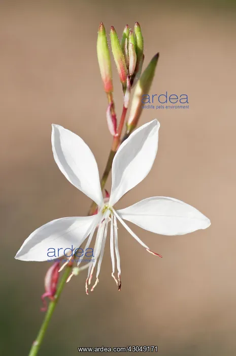 : Gaura lindheimeri Whirling butterflies. Stem with single, white, open flower : Gaura lindheimeri Whirling butterflies. Stem with single, white, open flower