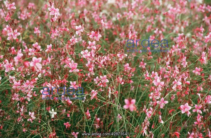 : GAURA - 'Siskiyou PinkI : GAURA - 'Siskiyou PinkI