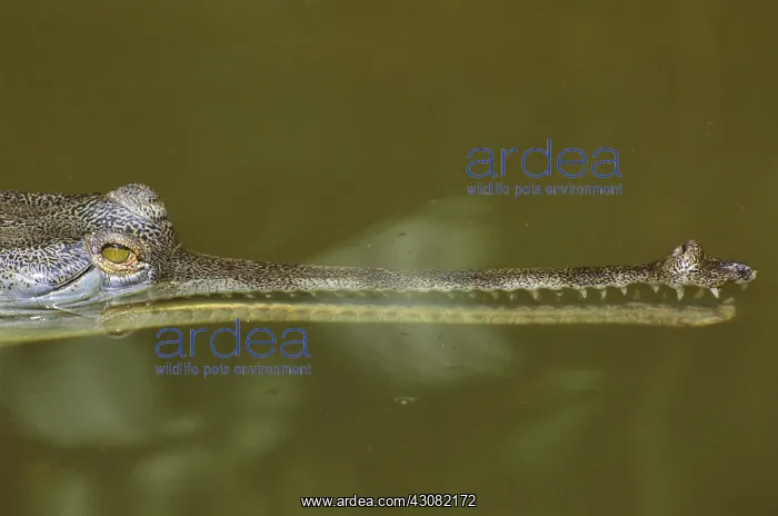 : Gavial Crocodile : Gavial Crocodile