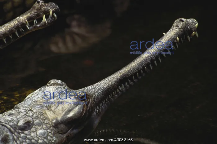 : Gavial Crocodile Mouth : Gavial Crocodile Mouth