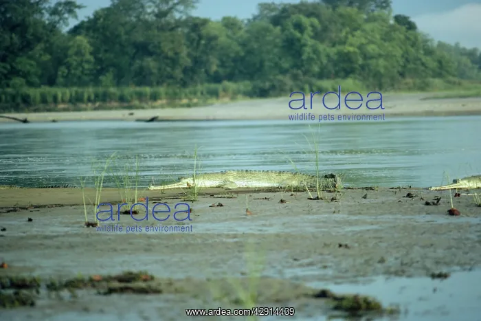 : Gavial / Gharial : Gavial / Gharial