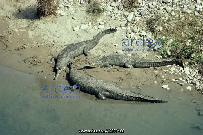 : Gavial / Gharial : Gavial / Gharial