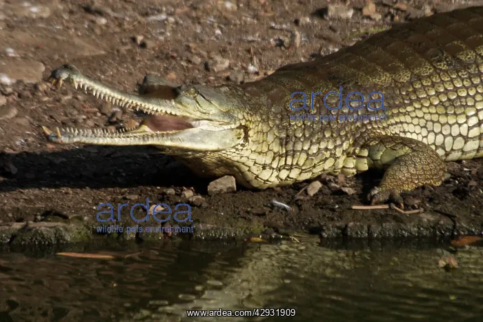 : Gavial / Gharial : Gavial / Gharial